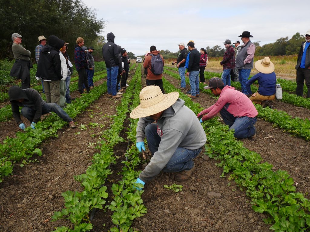 California field day participants observe parsley harvest.